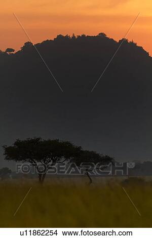Picture - Sunset on the Mara: acacia trees silhouetted in long dry grass, with escarpment and dramatic orange -pink skyscape, vertical view, Maasai Mara, Kenya. Fotosearch