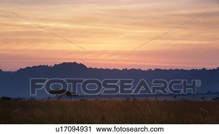 Stock Image - Sunset on the Mara: acacia trees silhouetted in long dry grass, with escarpment and skyscape, panorama view, Maasai Mara, Kenya. Fotosearch
