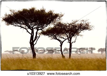 Sunset on the Mara: acacia trees silhouetted in long dry grass, with escarpment and skyscape, stylised view Maasai Mara, Kenya View Large Photo Image Stock Photo - Sunset on the Mara: acacia trees silhouetted in long dry grass, with escarpment and skyscape, stylised view Maasai Mara, Kenya. Fotosearch