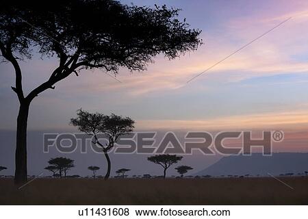 Stock Photo - Sunset on the Mara: acacia trees silhouetted in long dry grass, with escarpment and skyscape, Maasai Mara, Kenya. Fotosearch