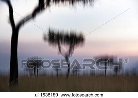 Stock Photo - Sunset on the Mara: acacia trees silhouetted in long dry grass, with escarpment and skyscape, stylised view Maasai Mara, Kenya. Fotosearch