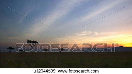 Stock Photo - Sunset on the Mara: acacia trees silhouetted in long dry grass, with escarpment and skyscape, panorama view, Maasai Mara, Kenya. Fotosearch