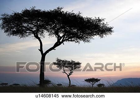 Stock Photography - Sunset on the Mara: acacia trees silhouetted in long dry grass, with escarpment and skyscape, Maasai Mara, Kenya. Fotosearch