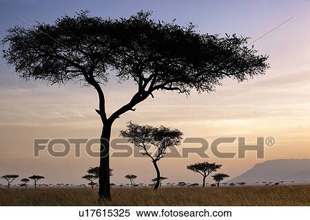 Stock Photography - Sunset on the Mara: acacia trees silhouetted in long dry grass, with escarpment and skyscape, Maasai Mara, Kenya. Fotosearch
