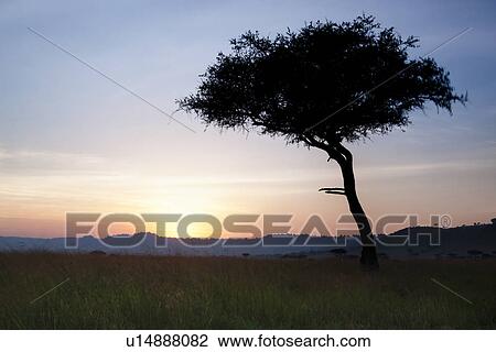 Sunset on the Mara: single acacia in long dry grass, silhouetted with rising sun and skyscape, Maasai Mara, Kenya View Large Photo Image Stock Image - Sunset on the Mara: single acacia in long dry grass, silhouetted with rising sun and skyscape, Maasai Mara, Kenya. Fotosearch