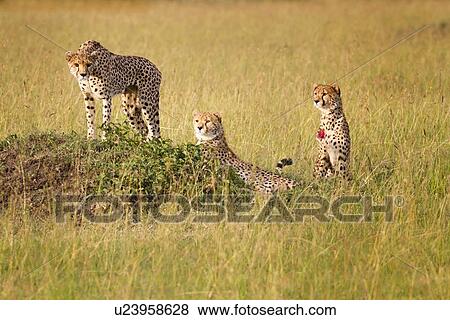 Stock Photo - Three Cheetahs in evening sunlight, one lying, one sitting, one standing on grassy mound surrounded by long grass, Maasai Mara, Kenya. Fotosearch