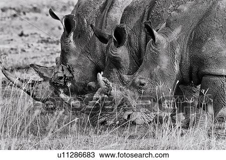 Stock Image - Three white rhino: grazing in grass, with woodland beyond, detail of heads in parallel, side view in monochrome, Lake Nakuru, Kenya. Fotosearch