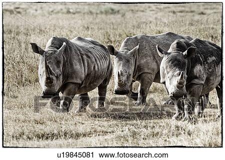 Three white rhino: standing and grazing close up and detail, stylised monochrome, Lake Nakuru, Kenya View Large Photo Image Stock Image - Three white rhino: standing and grazing close up and detail, stylised monochrome, Lake Nakuru, Kenya. Fotosearch