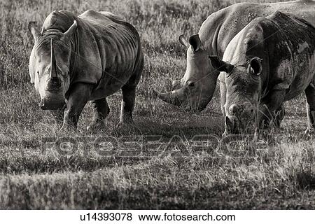 Stock Photo - Three white rhino: standing and grazing close up and detail, monochrome, Lake Nakuru, Kenya. Fotosearch