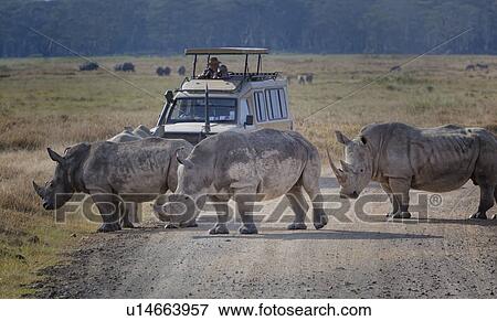 Stock Photo - Three white rhino: walking across road in front of safari jeep with couple photographing, with many other rhinos on grassy plain, and woodland beyond, Lake Nakuru, Kenya. Fotosearch