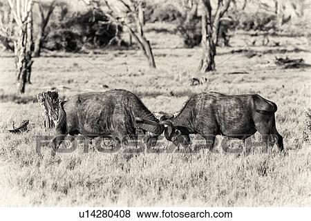 Stock Photo - Two Cape Buffalo males sparring in dominance assertion, by facing each other with heads down, in woodland/swamp area, desaturated image, Lewa Downs, Kenya, East Africa. Fotosearch
