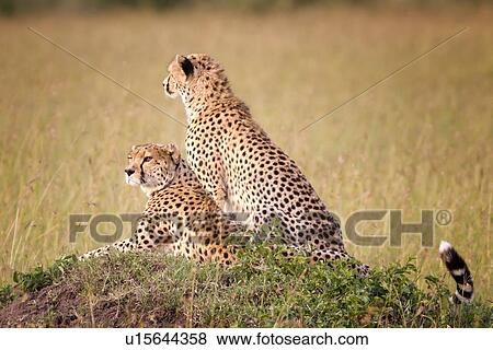 Two Cheetahs in evening sunlight, one lying, one sitting on grassy mound surrounded by long grass, Maasai Mara, Kenya View Large Photo Image Stock Photo - Two Cheetahs in evening sunlight, one lying, one sitting on grassy mound surrounded by long grass, Maasai Mara, Kenya. Fotosearch