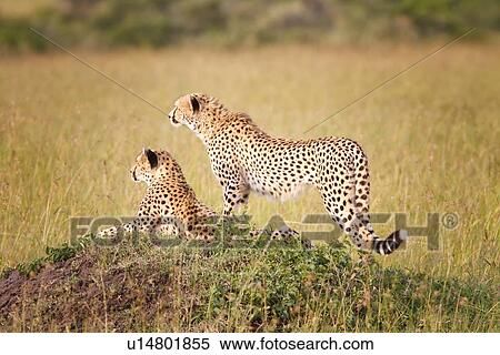 Stock Photography - Two Cheetahs in evening sunlight, one lying, one standing on grassy mound surrounded by long grass, Maasai Mara, Kenya. Fotosearch