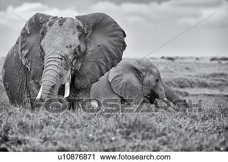 Stock Image - Two elephant wading in swamp, close up monochrome, Amboseli, Kenya, East Africa. Fotosearch