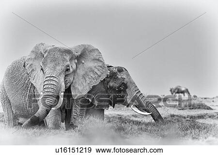 Stock Photo - Two elephant wading in swamp, close up monochrome, Amboseli, Kenya, East Africa. Fotosearch