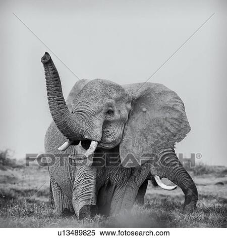 Two elephant wading in swamp, close up monochrome, Amboseli, Kenya, East Africa View Large Photo Image Stock Photography - Two elephant wading in swamp, close up monochrome, Amboseli, Kenya, East Africa. Fotosearch