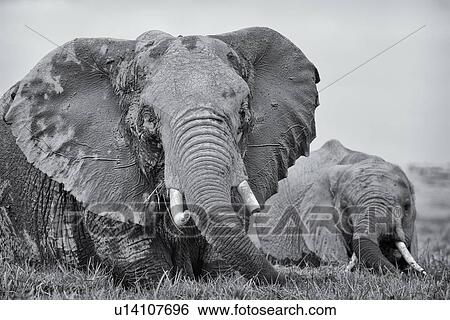 Stock Photograph - Two elephant wading in swamp, one large adult female and baby, close up detail monochrome, front view, Amboseli, Kenya, East Africa,. Fotosearch