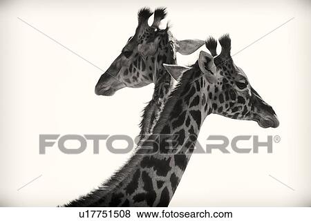 Two giraffes - monochrome detail of head and upper neck side view, in parallel formation, Maasai Mara, Kenya, View Large Photo Image Stock Photo - Two giraffes - monochrome detail of head and upper neck side view, in parallel formation, Maasai Mara, Kenya,. Fotosearch