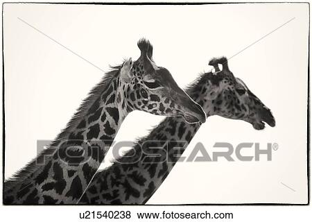 Stock Photo - Two giraffes - monochrome detail of head and upper neck side view, in parallel formation, Maasai Mara, Kenya. Fotosearch