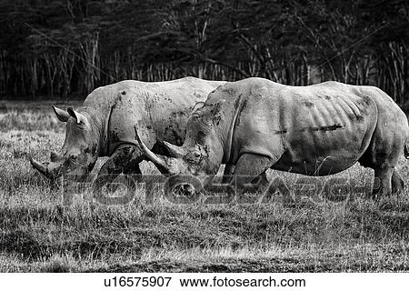 Stock Photo - Two white rhino: grazing in grass, with woodland beyond, closeup side view in monochrome, Lake Nakuru, Kenya. Fotosearch