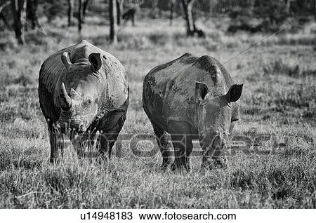 Two white rhino: standing in grass, with woodland beyond, closeup frontal view in monochrome, Lake Nakuru, Kenya View Large Photo Image Stock Image - Two white rhino: standing in grass, with woodland beyond, closeup frontal view in monochrome, Lake Nakuru, Kenya. Fotosearch