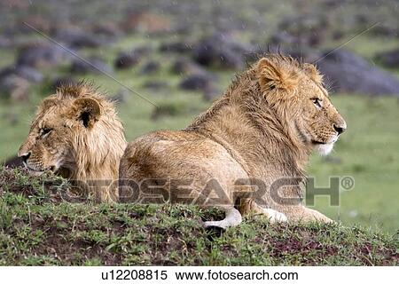 Stock Photography - Two young adult male lions lying on green grassy mound in rain, close up, Masai Mara, Kenya, East Africa. Fotosearch