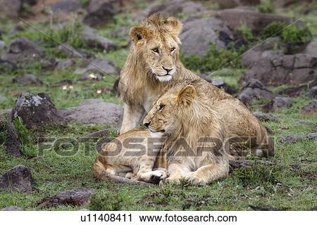 Two young adult male lions, one lying, the other sitting on green grassy mound in rain, close up, Masai Mara, Kenya, East Africa View Large Photo Image Stock Image - Two young adult male lions, one lying, the other sitting on green grassy mound in rain, close up, Masai Mara, Kenya, East Africa. Fotosearch