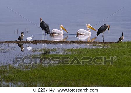 Stock Photo - View of pair of African pelicans swimming past two Marabu storks, cormorants and cattle egret at lakeshore with grassy wetlands, Lake Nakuru, Kenya. Fotosearch