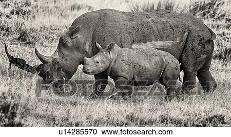 Stock Image - White rhino mother and baby walking in grass, mother's long horn increased in size by debris, to protect baby, side view in monochrome, Lake Nakuru, Kenya. Fotosearch
