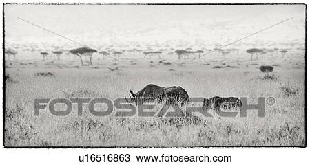 Stock Image - White rhino mother and baby walking through long grass with Mara plain acacias beyond, high key monochrome panorama, Maasai Mara, Kenya. Fotosearch