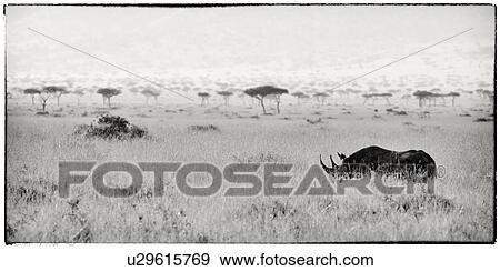 Stock Photo - White rhino walking through long grass with Mara plain acacias beyond, high key monochrome panorama, Maasai Mara, Kenya. Fotosearch