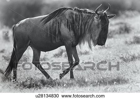 Stock Image - Wildebeest close up in monochrome: side view backlit, Maasai Mara, Kenya. Fotosearch
