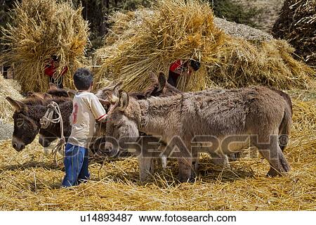 Stock Photo - Young boy managing team of donkeys, side view close up, with two men in red shirts carrying haystacks in behind, Sacred Valley, Peru. Fotosearch