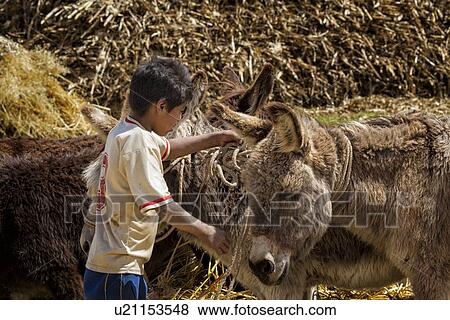 Stock Photo - Young boy managing team of donkeys, side view close up, haystacks in background, Sacred Valley, Peru. Fotosearch