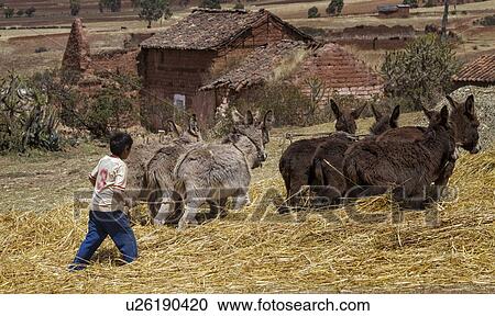 Young boy threshing hay with team of six donkeys, seen from back, haystacks and stone hut in background, Sacred Valley, Peru View Large Photo Image Stock Image - Young boy threshing hay with team of six donkeys, seen from back, haystacks and stone hut in background, Sacred Valley, Peru. Fotosearch