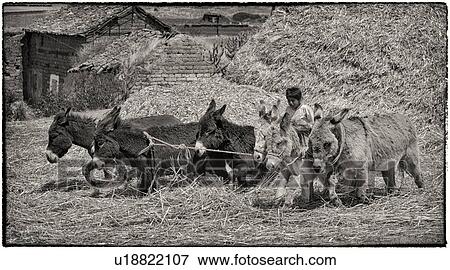Young boy threshing hay with team of six donkeys, front view, haystacks and stone hut in background, monochrome view, Sacred Valley, Peru View Large Photo Image Stock Photo - Young boy threshing hay with team of six donkeys, front view, haystacks and stone hut in background, monochrome view, Sacred Valley, Peru. Fotosearch