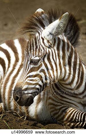Zebra baby: very young zebra detail of head and front while lying on ground with head raised, Lake Nakuru, Kenya View Large Photo Image Stock Photo - Zebra baby: very young zebra detail of head and front while lying on ground with head raised, Lake Nakuru, Kenya. Fotosearch