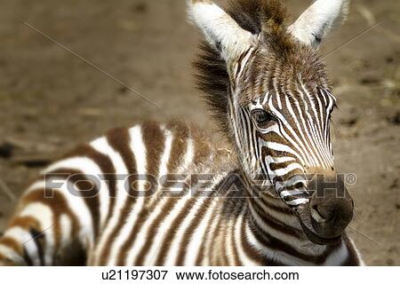 Stock Photo - Zebra baby: very young zebra detail of head and front while lying on ground with head raised, Lake Nakuru, Kenya. Fotosearch