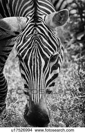 Picture - Zebra detail: frontal view of head, monochrome, Lake Nakuru, Kenya. Fotosearch