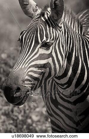 Zebra detail: frontal view of head raised, monochrome, Lake Nakuru, Kenya View Large Photo Image Stock Photo - Zebra detail: frontal view of head raised, monochrome, Lake Nakuru, Kenya. Fotosearch