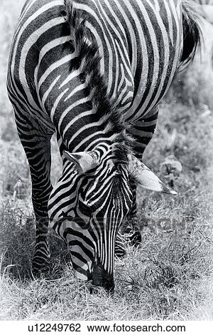 Zebra detail: grazing frontal view monochrome, Lake Nakuru, Kenya View Large Photo Image Stock Image - Zebra detail: grazing frontal view monochrome, Lake Nakuru, Kenya. Fotosearch