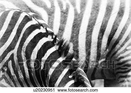 Zebra detail: side view of body with another zebra as backdrop, creating pattern of stripes, monochrome, Lake Nakuru, Kenya View Large Photo Image Stock Image - Zebra detail: side view of body with another zebra as backdrop, creating pattern of stripes, monochrome, Lake Nakuru, Kenya. Fotosearch