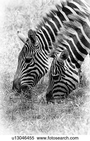 Stock Photography - Zebra detail: two heads grazing in parallel, side view monochrome, Lake Nakuru, Kenya. Fotosearch