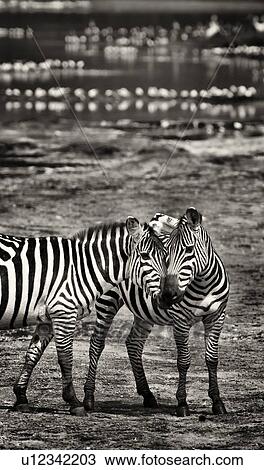 Stock Image - Zebra friendship: two zebras greeting at lake edge with group of pelicans beyond, close up monochrome view, Lake Nakuru, Kenya. Fotosearch