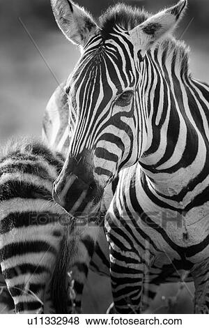 Stock Photo - Zebra motherhood detail: mother turning head to foal nuzzling beside her, backlit late afternoon, monochrome, Maasai Mara, Kenya. Fotosearch