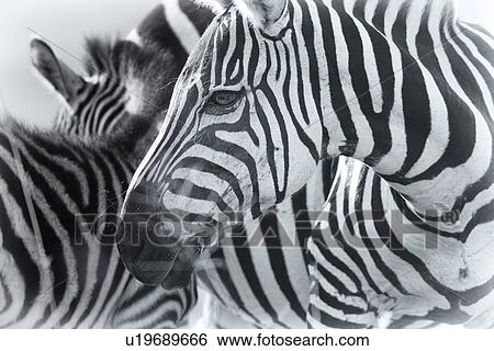 Zebra motherhood detail: mother turning head to foal nuzzling beside her, backlit late afternoon, monochrome, Maasai Mara, Kenya View Large Photo Image Stock Photograph - Zebra motherhood detail: mother turning head to foal nuzzling beside her, backlit late afternoon, monochrome, Maasai Mara, Kenya. Fotosearch