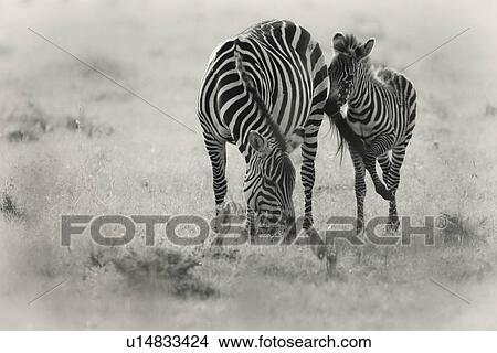 Zebra motherhood: mother grazing with young foal nuzzling beside her, backlit late afternoon, monochrome, Maasai Mara, Kenya View Large Photo Image Picture - Zebra motherhood: mother grazing with young foal nuzzling beside her, backlit late afternoon, monochrome, Maasai Mara, Kenya. Fotosearch