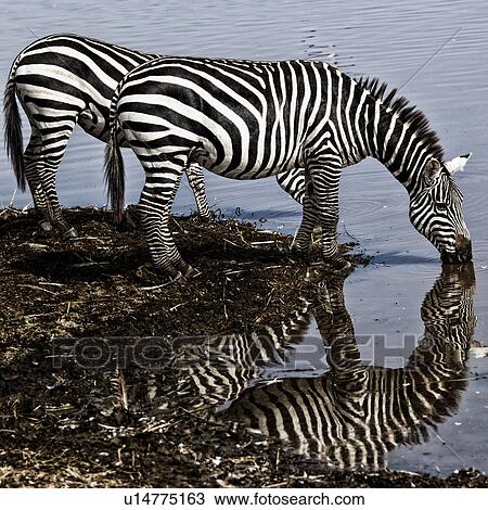 Stock Image - Zebra reflections: two drinking at lake edge with reflections in water, close up view, square format, Lake Nakuru, Kenya. Fotosearch
