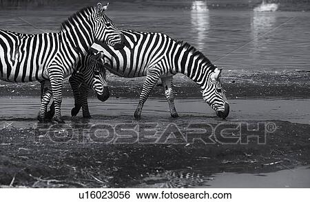 Stock Photograph - Zebras drinking: three zebras at lake edge with reflections in water, group of pelicans beyond, close up monochrome view, Lake Nakuru, Kenya. Fotosearch