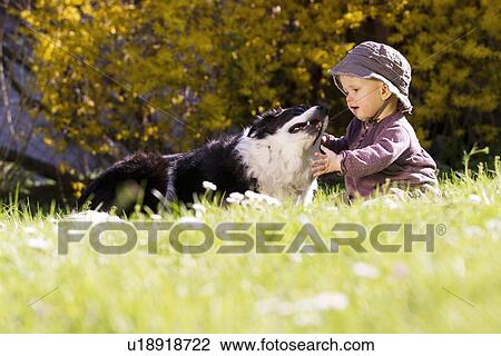 Baby girl playing with dog in grass View Large Photo Image Stock Image - Baby girl playing with dog in grass. Fotosearch